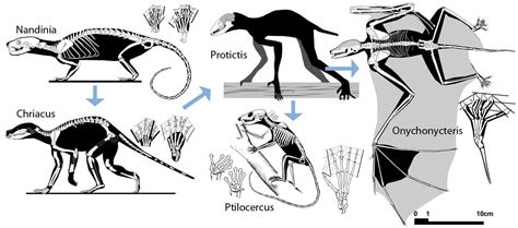 reality check - Evolutionary pressure leading to dragons ...