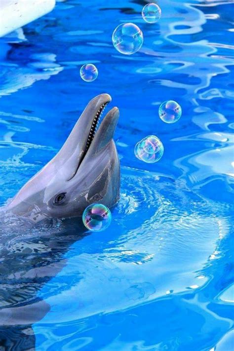 Have fun playing bubbles, Dolphin . | Clearwater marine aquarium, Marine aquarium, Dolphin tale