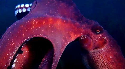 Curious Octopus Steals Camera