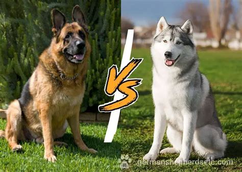 German Shepherd vs. Husky: Detailed Comparison