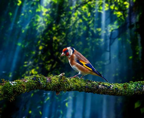 Colorful Bird Perching in a Forest Digital Art by Joey Kapiya - Fine Art America