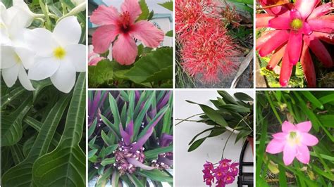 Caribbean Flowers And Their Names | Best Flower Site