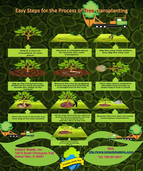 Easy Steps for the Process of Tree Transplanting | Tree transplanting, Tree, Easy step