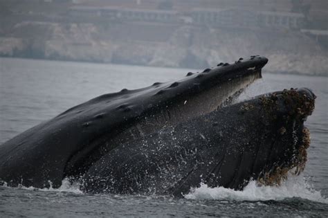 AVILA BEACH WHALE WATCHING - Updated November 2024 - 297 Photos & 290 ...