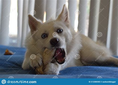 Pomsky hybrid dog portrait stock photo. Image of portrait - 213388300