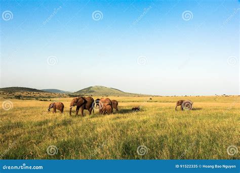 Elephants in Maasai Mara, Kenya Stock Image - Image of countryside ...