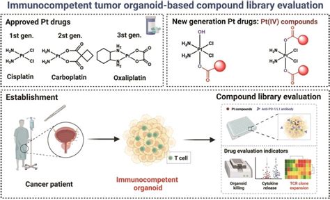 Patient‐derived Immunocompetent Tumor Organoids: A Platform for Chemotherapy Evaluation in the ...