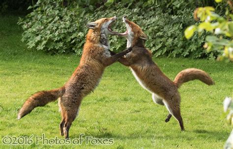 Red Fox Behaviour - The Social Hierarchy | Wildlife Online