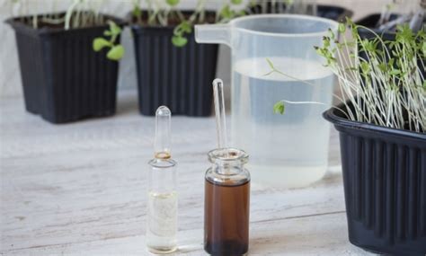 Distilled Water for Plants: How Distilled Water Affects Plant Growth?