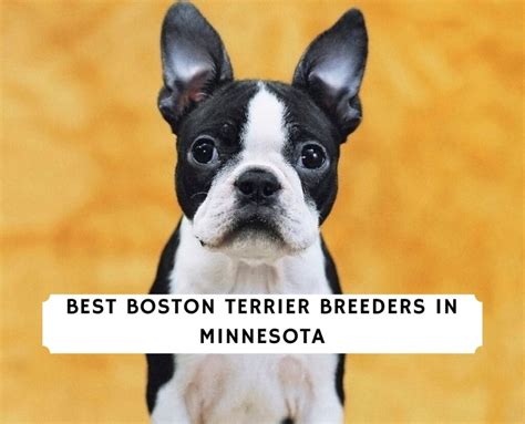 5 Best Boston Terrier Breeders in Minnesota! (2024) - We Love Doodles