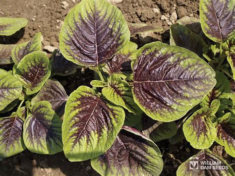 Amaranth - Edible | Boychuk Greenhouses