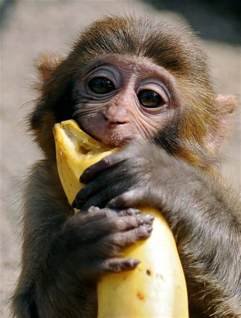 cute little monks! | Funny monkey pictures, Monkey pictures, Monkeys funny