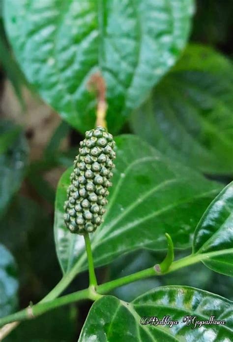 Flora of Sri Lanka