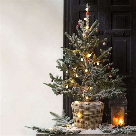 10 Easy Pieces: Tabletop Live Christmas Trees - Gardenista