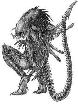 Warrior Alien Body Study Warrior Xenomorph. A sketch of a warrior xenomorph from the new Aliens ...