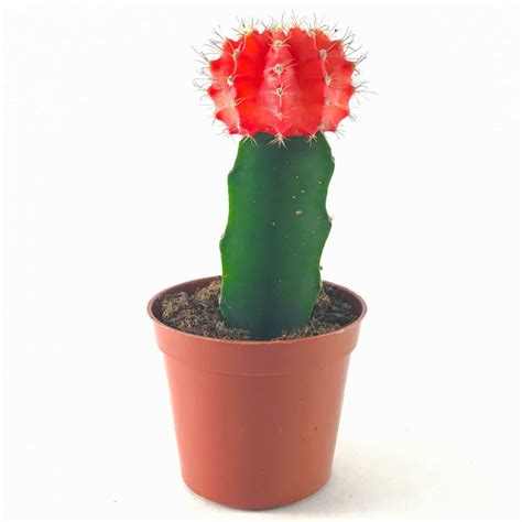 Moon Cactus (Grafted, Red) Cactus Plant - Nestreeo.com