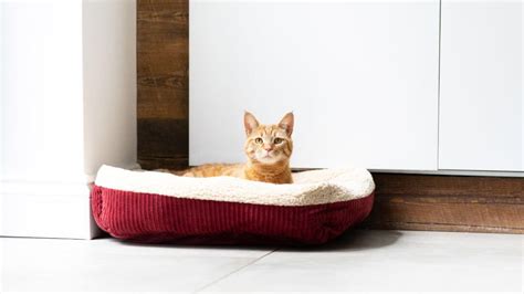 FIV In Cats: Causes, Symptoms & Treatment | Purina