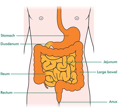 Diagram Of Bowels