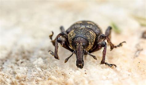 Weevil Beetles - Facts, Information & Pictures