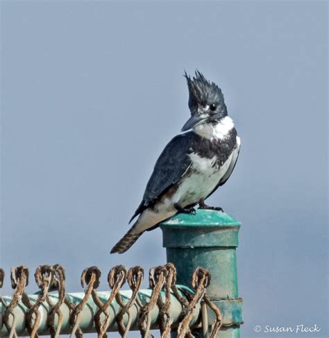 Belted Kingfisher