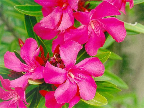 Oleander Flowers