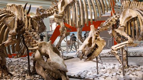 T. rex finds a dangerous meal as Smithsonian dinosaur hall reopens ...