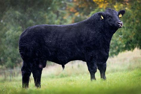 Aberdeen-Angus Cattle For Sale - Stirling - MacGregor Photography