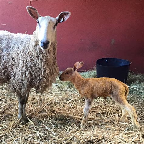 Leicester Lamb / rsz_blacklamb - Bluefaced Leicester Sheep / We've been preparing for lambs over ...