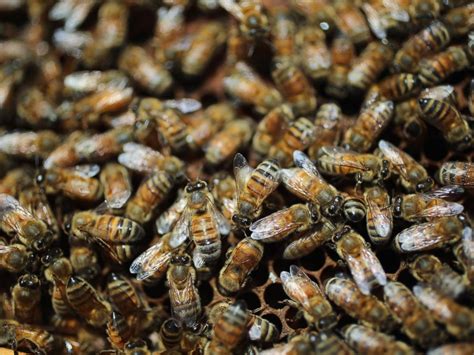 'Zombie' Bees Surface in the Northeast - ABC News