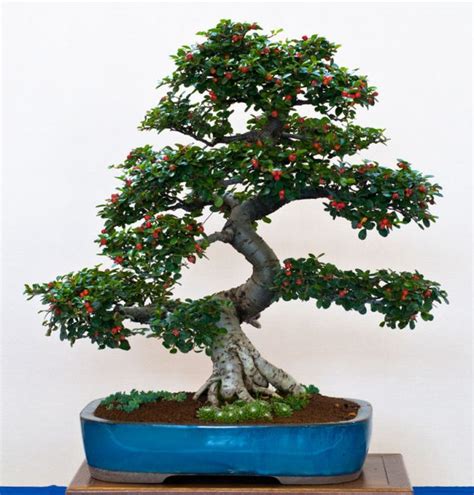 Cotoneaster_as_Bonsai – Garland Nursery