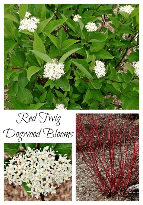 Surprise: our Red Twig Dogwoods are blooming! - Pet Scribbles