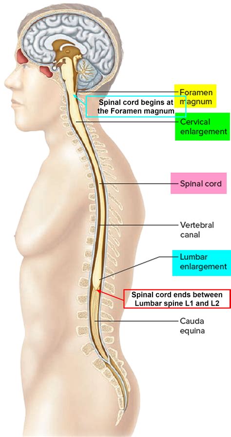 Spinal Cord Compression Causes, Symptoms, Diagnosis and Treatment