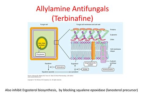 PPT - ANTIFUNGAL DRUGS PowerPoint Presentation, free download - ID:2172087