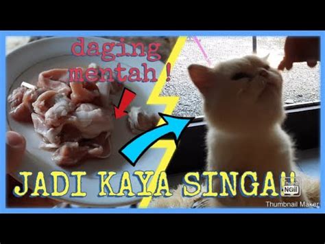 Bolehkah Memberi makan kucing dengan daging mentah |KUCING AUTO GENDUT ...