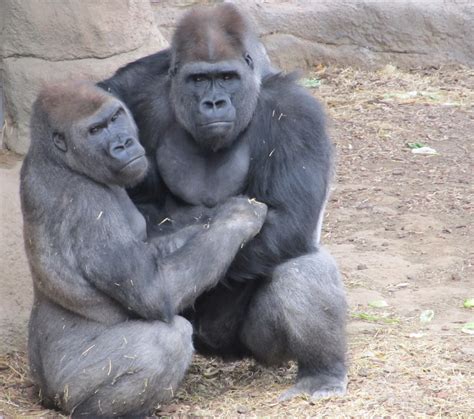 Gorilla Family Free Stock Photo - Public Domain Pictures