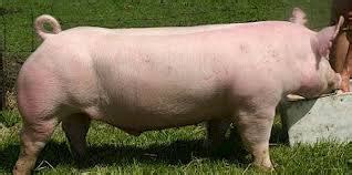 Breeding Systems in Commercial Swine Farming ~ ANIBREED