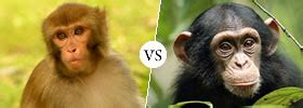 Monkey | Difference Between | Descriptive Analysis and Comparisons