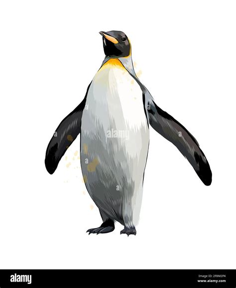 Emperor penguin from a splash of watercolor, colored drawing, realistic ...