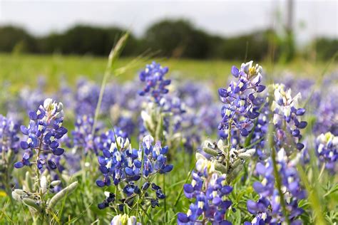 Living in Texas: Wildflowers for days – MADE EVERYDAY