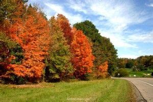 Beautiful fall foliage in Amish country across from Fire Ridge Golf Course. SR 39 Millersburg ...