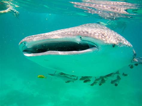 Whale Shark | Ocean animals, Ocean habitat, Save the sharks