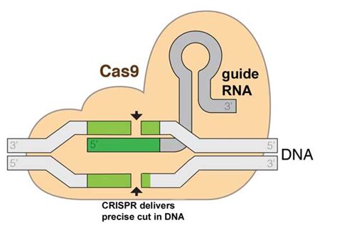 How does CRISPR allow us to edit our DNA? - Rising Tide Biology