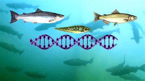 Genetically modified salmon approved by FDA - TODAY.com