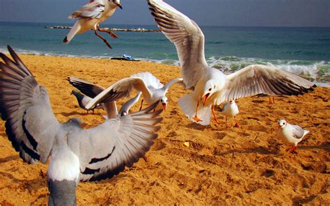 Many seagulls on the beach chase away other birds