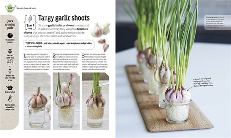 How To Grow Garlic Indoors From A Clove - slideshare