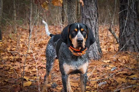 Bluetick Coonhound - Custom Canine Unlimited