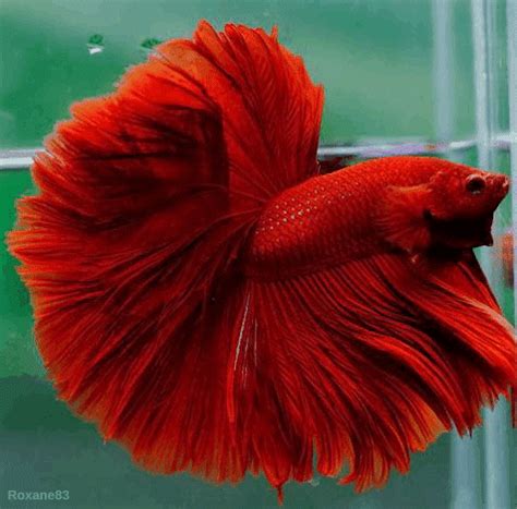 Pretty Fish, Cool Fish, Beautiful Fish, Beautiful Cats, Betta Fish Types, Betta Fish Care ...