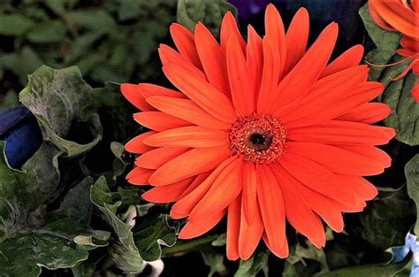 Big Orange Flower. - Pentax User Photo Gallery