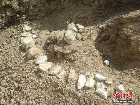 8 Million-Year-Old Hipparion Fossils Found In Xinjiang