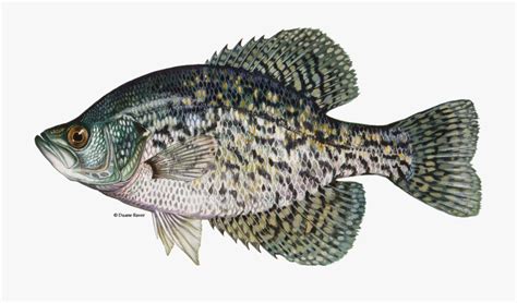 Clip Art Freshwater Predator - Black Crappie Fish , Free Transparent Clipart - ClipartKey